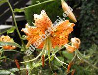 Lilium tigrinum (Lilium tigrinum Ker Gawl., Lilium lancifolium Thunb.)