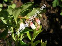 Vaccinium vitis-idaea L. (Rhodococcum vitis-idaea (L.) Avrorin)