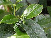 Camellia sinensis L. (Camellia assamica, Thea sinensis L.)