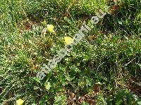 Ranunculus sardous Crantz (Ranunculus sardous subsp. xatardii (Lapeyr.) R. et F., Ranunculus sardous subsp. subdichotomicus Gerb., Ranunculus philonotis Ehrh.)