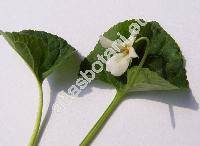 Viola odorata L. f. albiflora Oborny