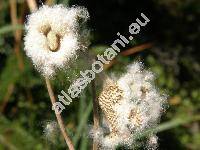 Anemone sylvestris L. (Anemone alba Juss.)