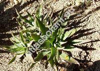 Aloe saponaria (Aloe saponaria (Ait.) Haw., Alo saponaria, Aloe maculata)