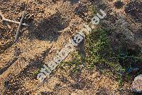 Salsola kali L. (Salsola kali auct., Salsola tragus auct., Salsola australis Br., Salsola kali subsp. iberica (Senn. et Pau) Rilke)