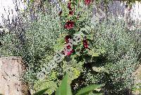 Alcea rosea 'Arabian Nights' (Althaea rosea, Malva hortensis Schim.)