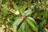 Prunus lusitanica L. (Laurocerasus lusitanica Roem.)
