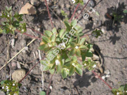 Androsace maxima L. (Primula)