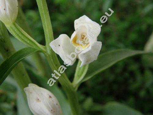 Cephalanthera damasonium (Mill.) Druce (Cephalanthera alba (Crantz) Simk., Serapias pallens (Sw.) Jundz.)