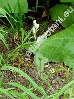 Cephalanthera damasonium (Mill.) Druce (Cephalanthera alba (Crantz) Simk., Serapias pallens (Sw.) Jundz.)