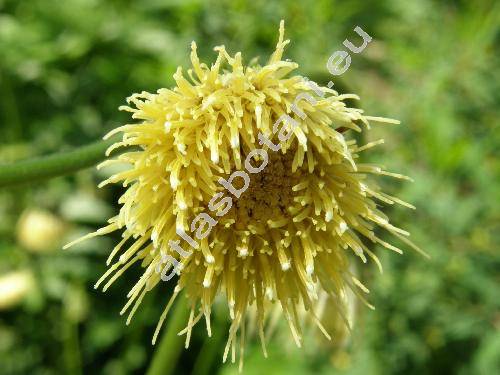 Cirsium erisithales (Cirsium erisithales (Jacq.) Scop.)