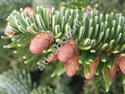 Abies numidica de Lannoy ex Carr. (Abies pinsapo var. numidica (de Lannoy ex Carr.) Sal., Picea numidica (de Lannoy ex Carr.) Sm. ex Gord., Pinus baborensis (Coss.) McNab)