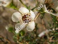 Chamelaucium 'Snowflake' (Darwinia axillaris (Muell. ex Benth.) Muell., Waxflower)