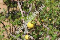 Solanum linnaeanum Hepper et P.-M. L. Jaeger (Solanum sodomeum L.)