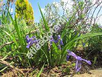 Iris ruthenica Ker Gawl. (Xyridion ruthenicum (Ker Gawl.) Alef.)