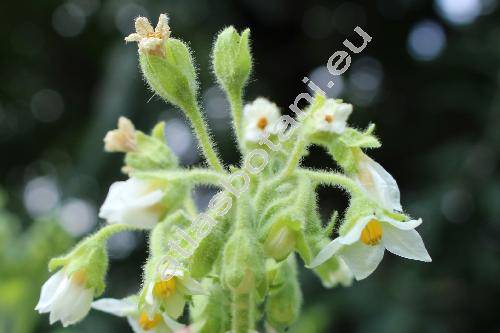 Solanum abutiloides (Griseb.) Bitt. et Lillo (Cyphomandra abutiloides Griseb., Solanum hibiscifolium Rusby)