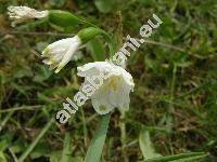 Leucojum aestivum L. (Nivaria aestivalis Moench)