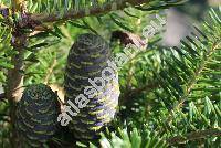 Abies koreana (Abies koreana Wils.)