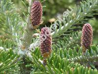 Abies koreana (Abies koreana Wils.)