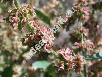 Rumex obtusifolius L. (Lapathum obtusifolium (L.) Moench)