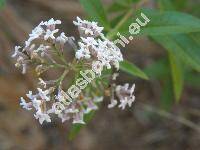 Lippia triphylla (Lippia triphylla (L'Hr.) Kuntze, Lippia citroidora (Pal.) Kunth, Aloysia triphylla Pal., Aloisia)