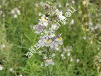 Linaria repens (L.) Mill. (Antirrhinum repens L.)