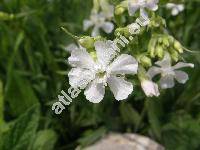 Lychnis viscaria L. 'Albiflora' (Viscaria vulgaris Bernh., Steris viscaria (L.) Rafin.)