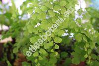 Adiantum capillus-veneris L. (Adiantum africanum Br., Adiantum pseudocapillus Fe, Adiantum trifidum Willd. ex Bolle)